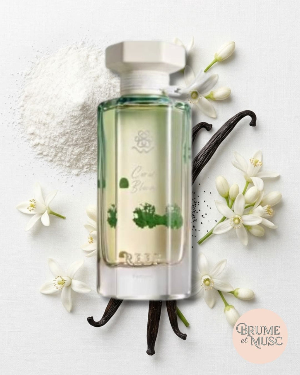 Flat lay studio des notes de Coral Bloom : musc blanc, fleur d'oranger et vanille douce.