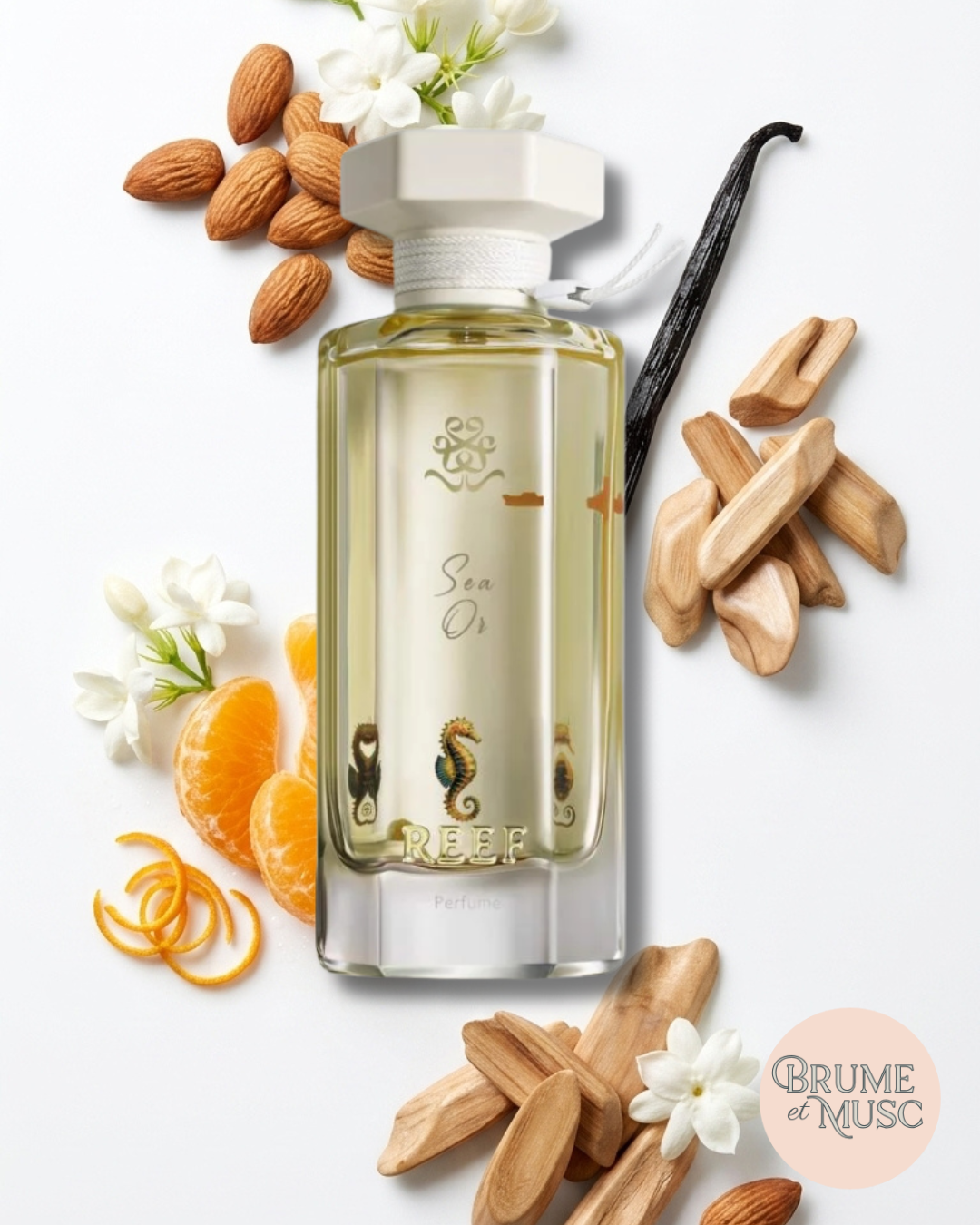 Flat lay des ingrédients de Sea Or : amande, mandarine, fleurs blanches et bois de santal.